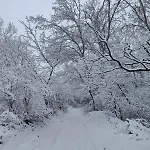 Nyaraló Forest 2024