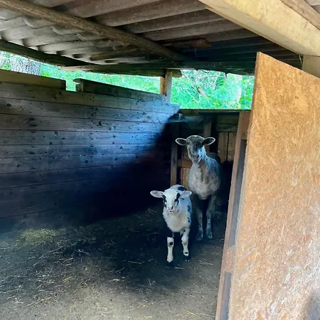 度假居 Forest 2024