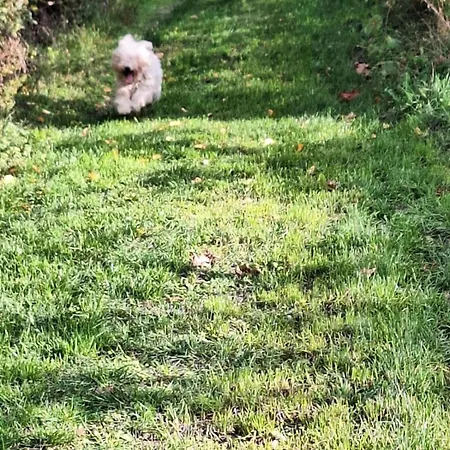 度假居 Forest 2024 Lábatlan