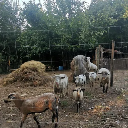 度假居 Forest 2024 Lábatlan