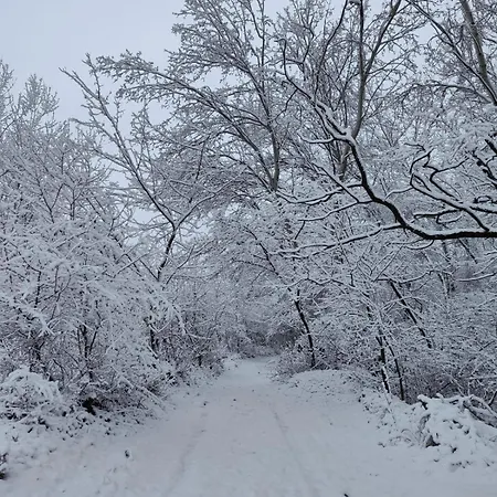 Semesterbostad Forest 2024