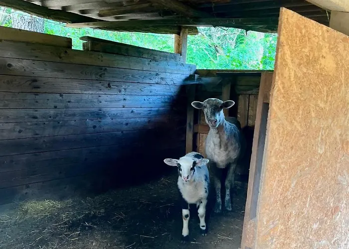 Dom wakacyjny Forest 2024