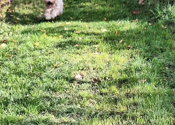 Dom wakacyjny Forest 2024 Lábatlan