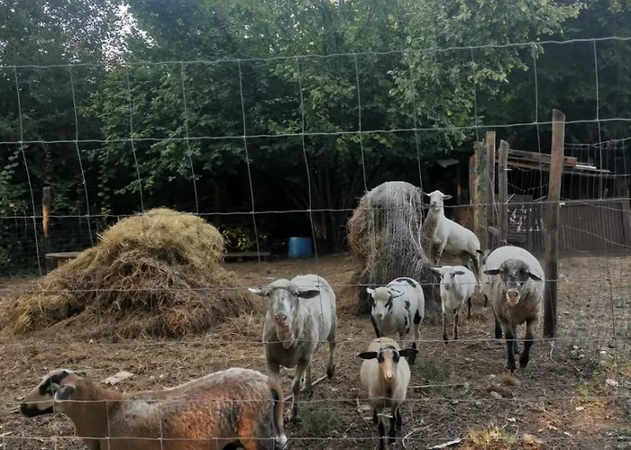 Dom wakacyjny Forest 2024 Lábatlan