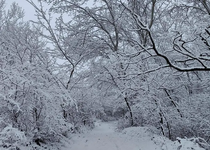 Dom wakacyjny Forest 2024